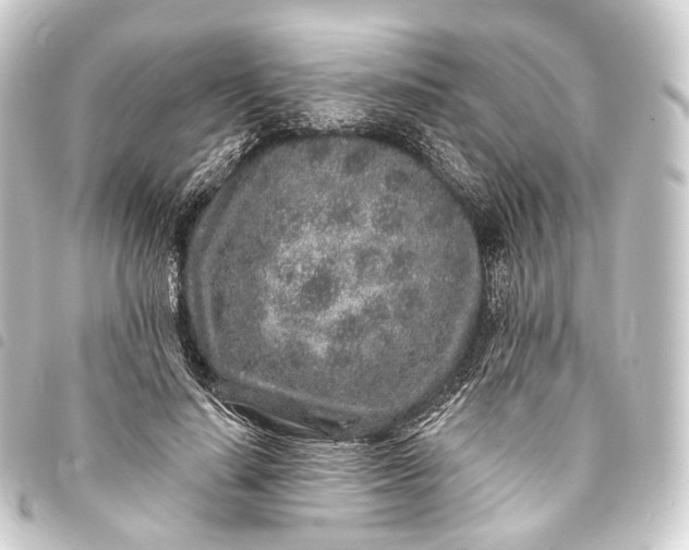 X0000093760644200710301145