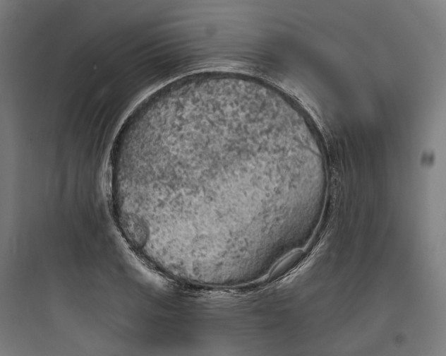 X0000093761125200711061104