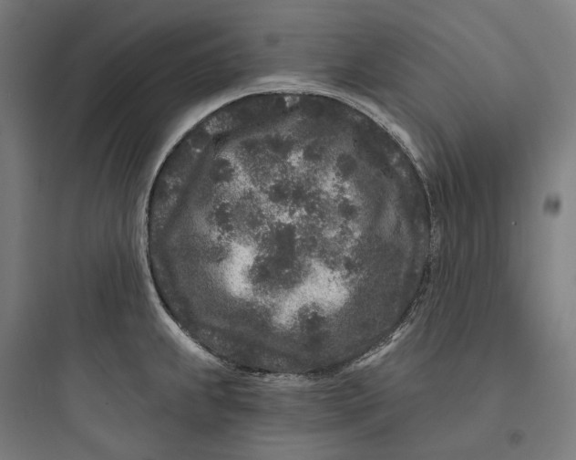 X0000093761239200711061103