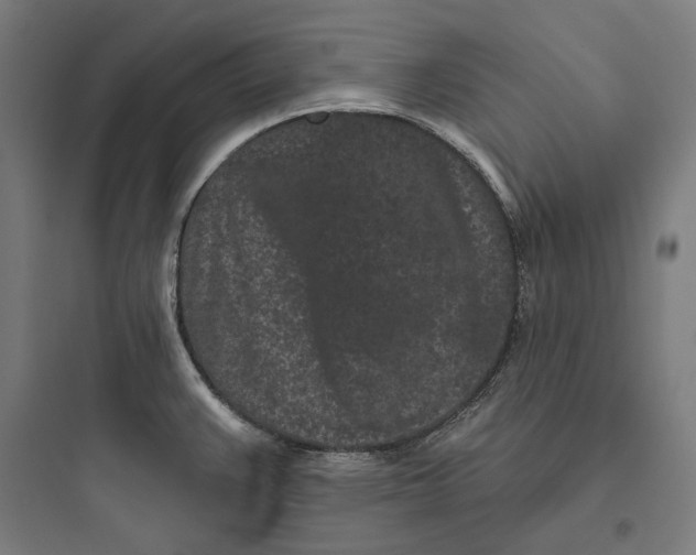 X0000093761383200711061101