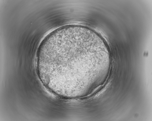 X0000093761125200711131142