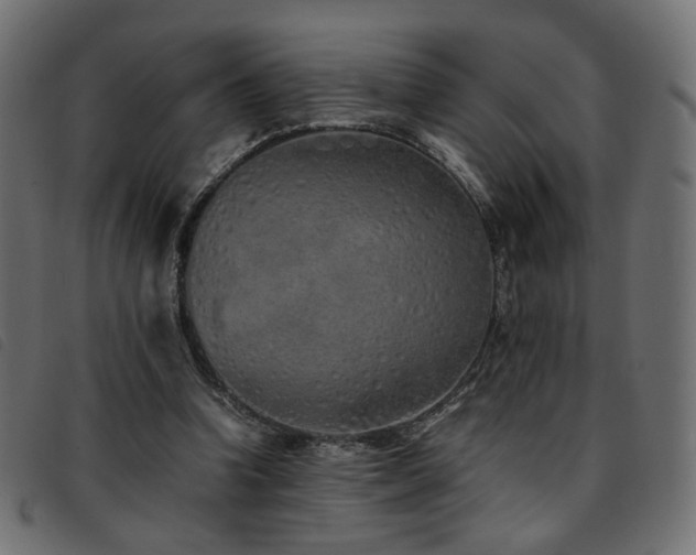X0000093770346200710161246