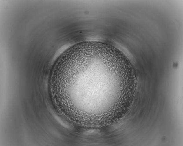 X0000093770155200710231319