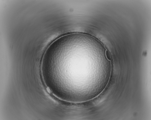 X0000093770625200710231313