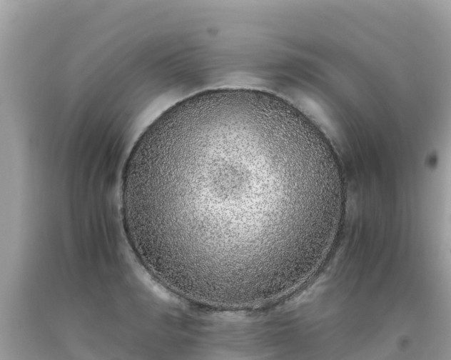 X0000093770990200710231309