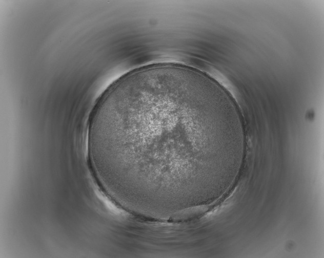 X0000093771127200710231307