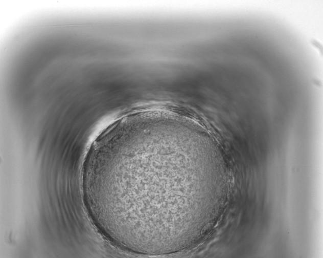 X0000093770006200710301215