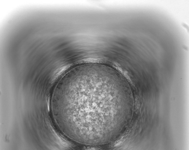 X0000093770062200710301214