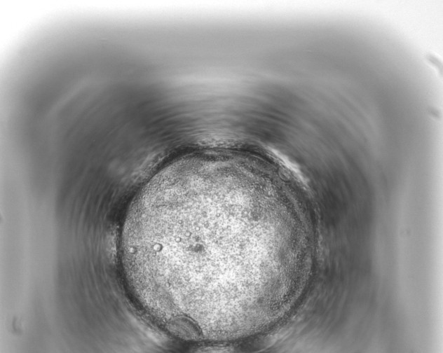 X0000093770065200710301214