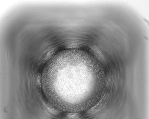 X0000093770175200710301212