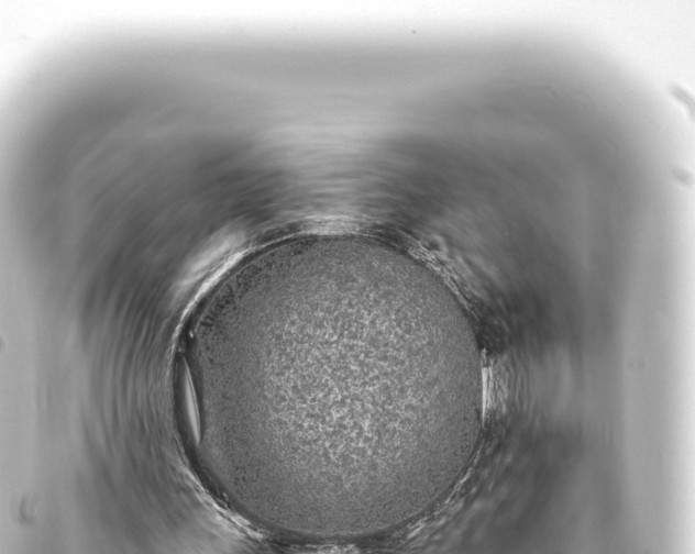 X0000093770243200710301211