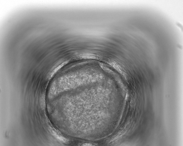 X0000093770390200710301210