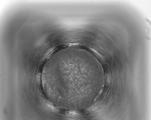 X0000093770475200710301209