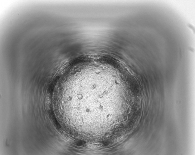 X0000093770707200710301205