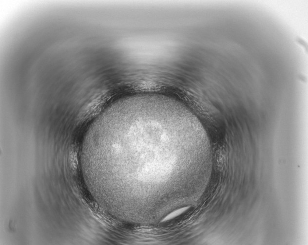 X0000093770746200710301205