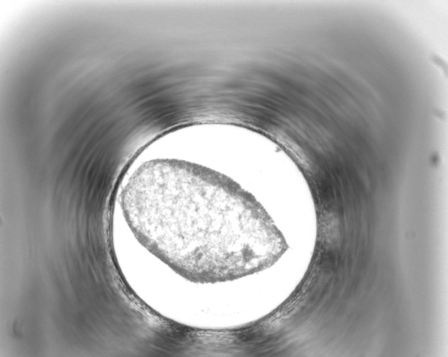 X0000093770856200710301204