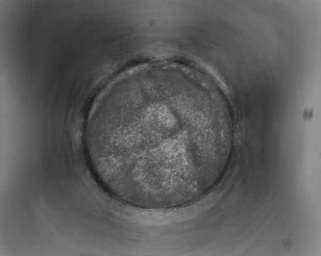 X0000093770018200711061145