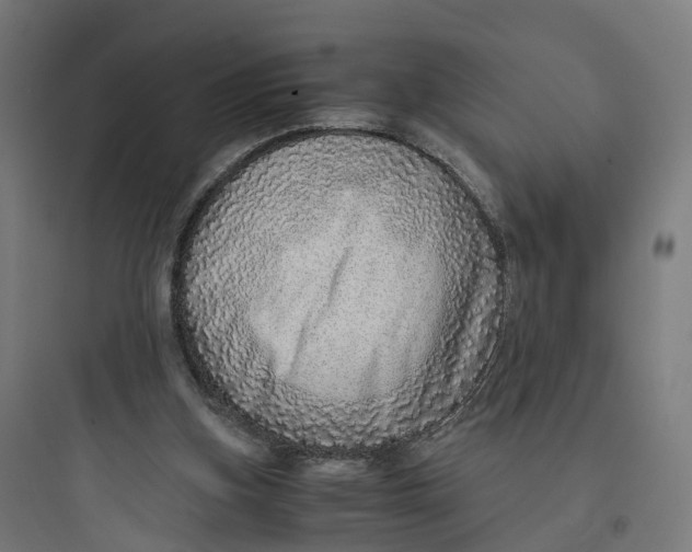 X0000093770155200711061142