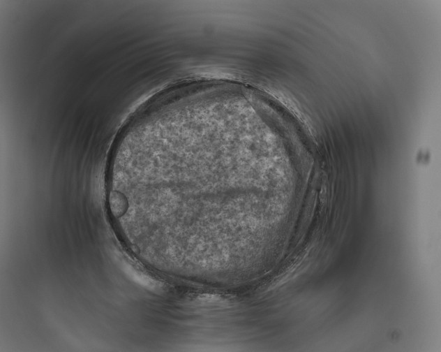 X0000093770390200711061139