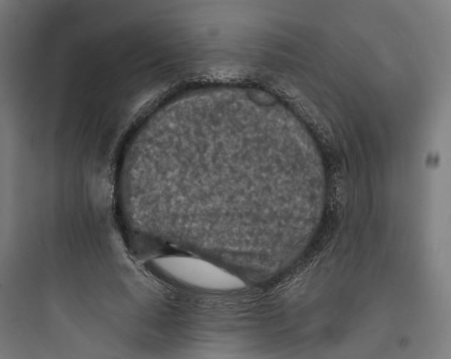 X0000093770640200711061135