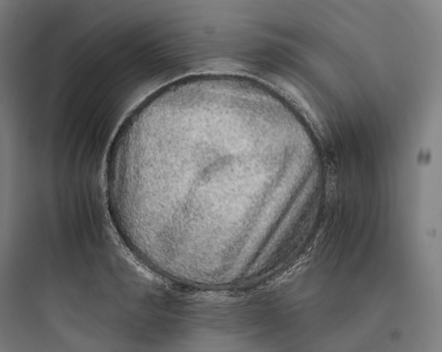 X0000093770990200711061130