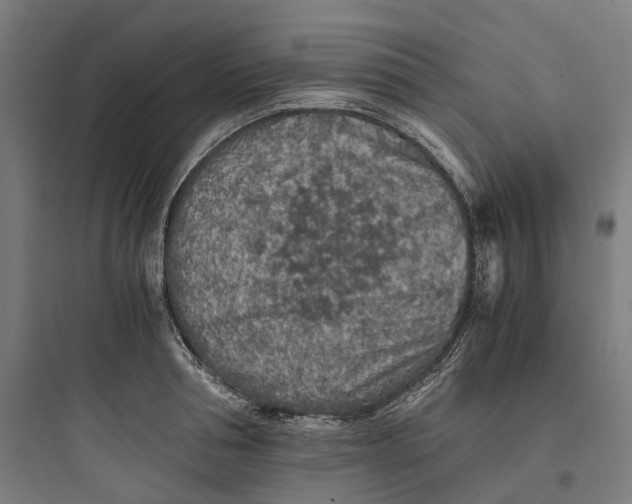 X0000093770994200711061130