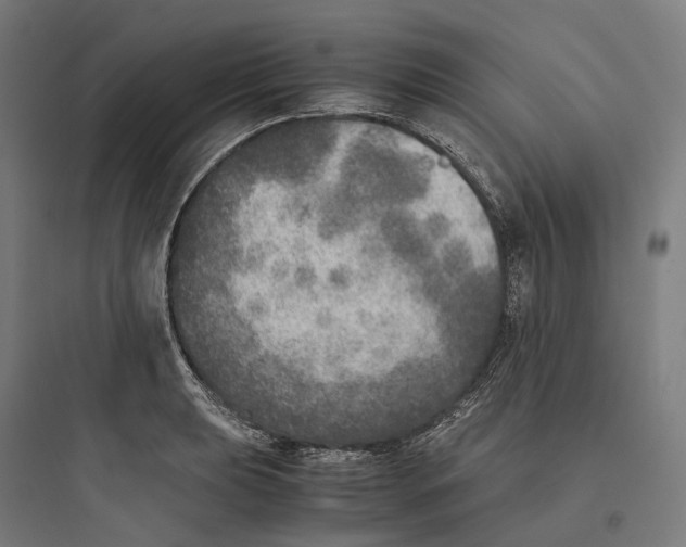 X0000093771039200711061130