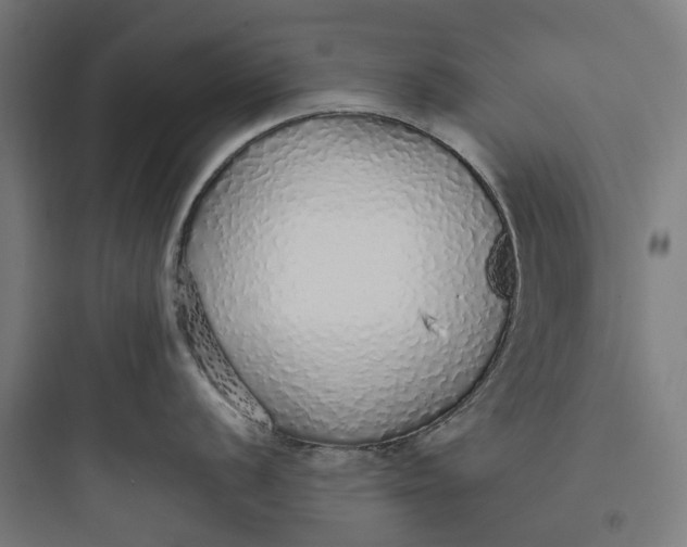 X0000093771056200711061130