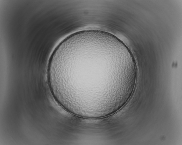 X0000093771296200711061125