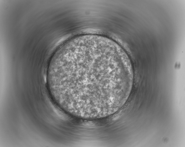 X0000093770062200711131221