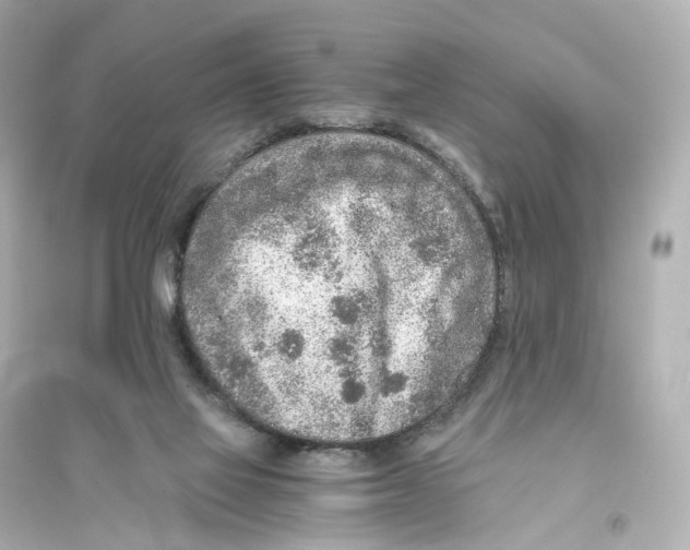 X0000093770069200711131221