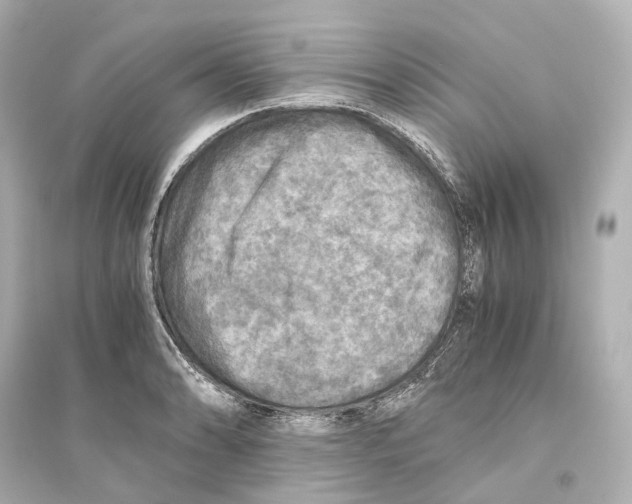 X0000093771086200711131206