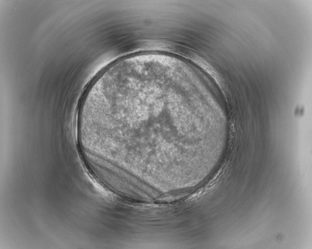 X0000093771127200711131205