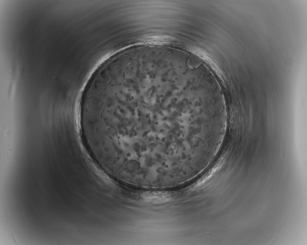 X0000094061083200710191057