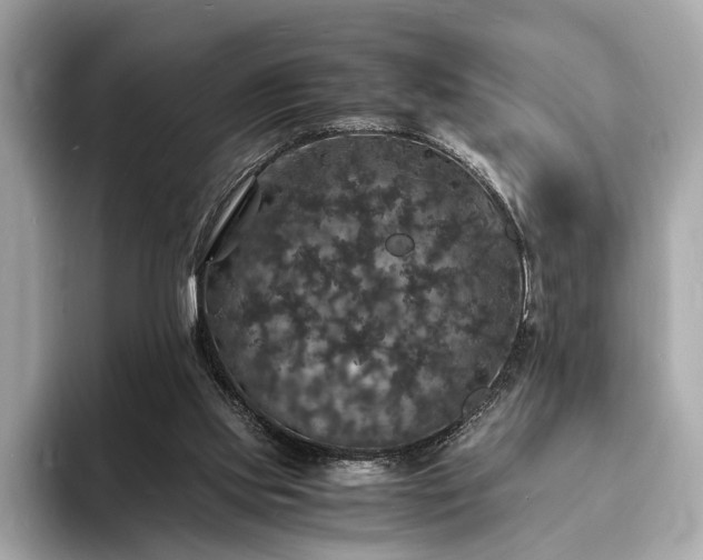 X0000094060061200710261234