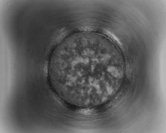 X0000094060065200710261234
