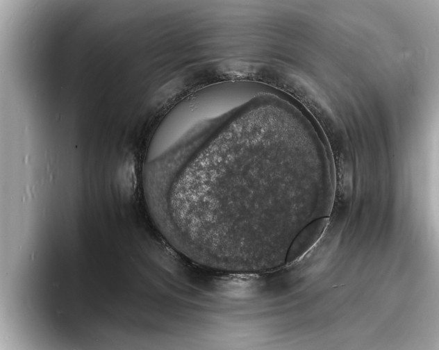 X0000094060128200710261233
