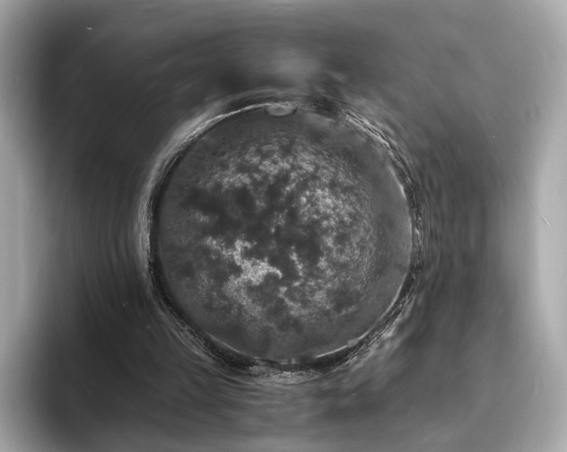 X0000094060149200710261233