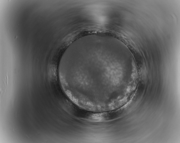 X0000094060178200710261233