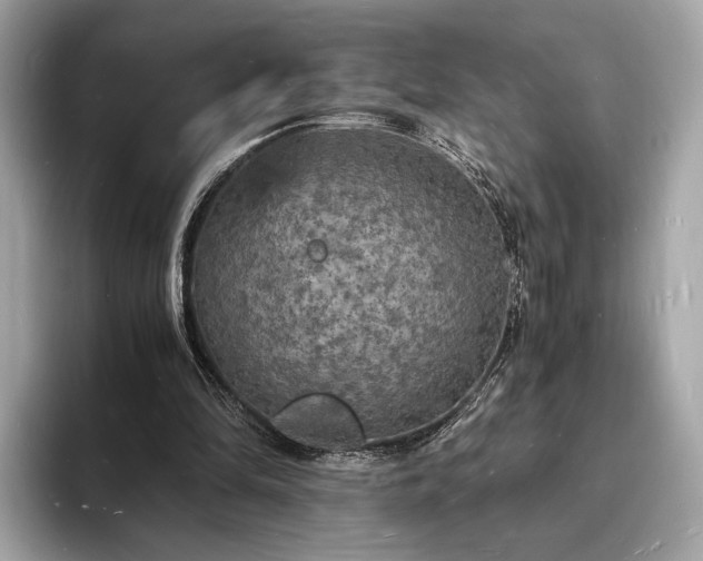 X0000094060294200710261231