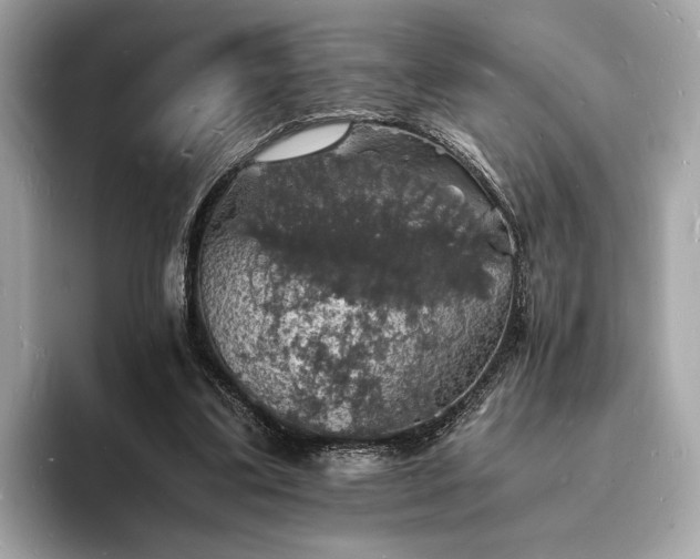 X0000094060299200710261231