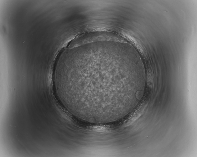 X0000094060394200710261230