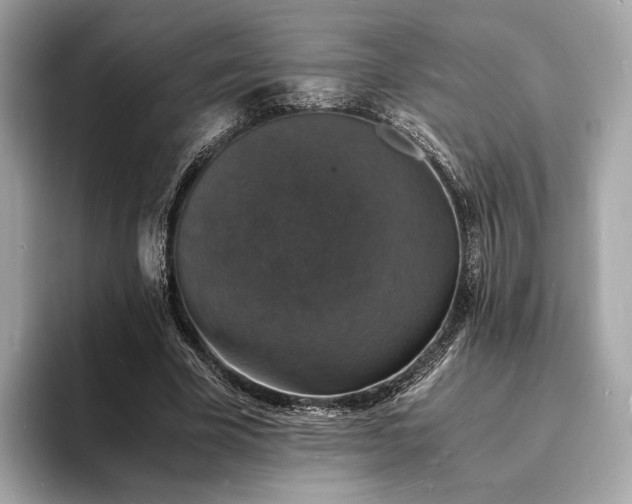 X0000094060585200710261227