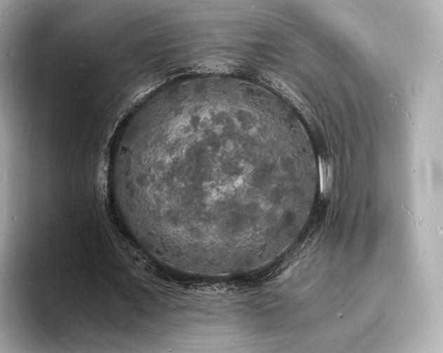 X0000094060675200710261226