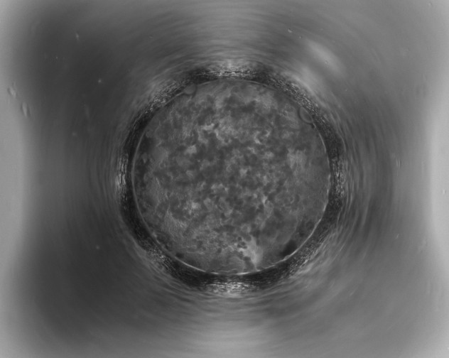 X0000094060695200710261226