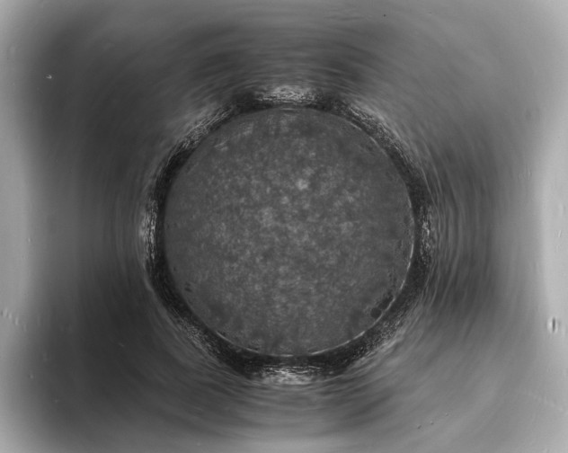 X0000094060739200710261225
