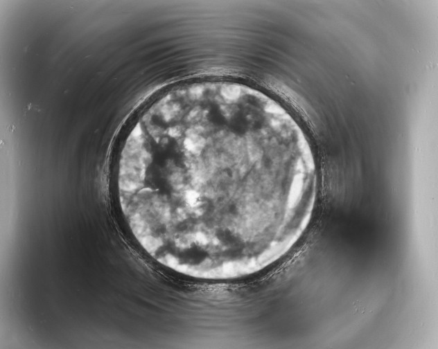 X0000094060828200710261224