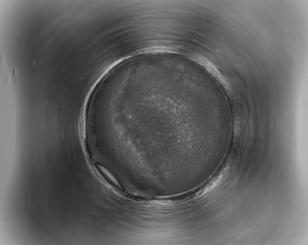 X0000094060844200710261224