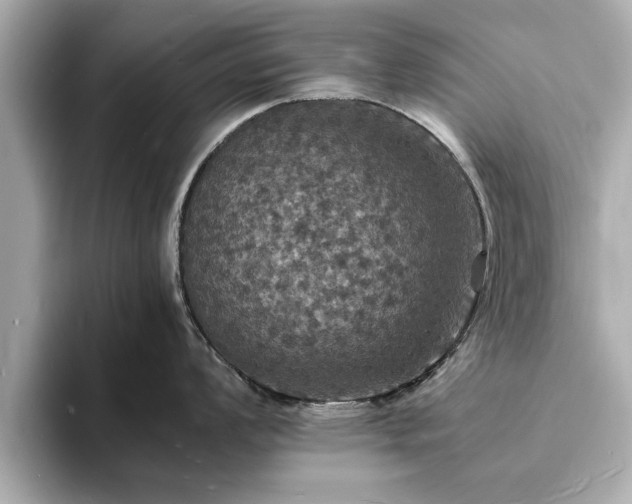 X0000094061008200710261221