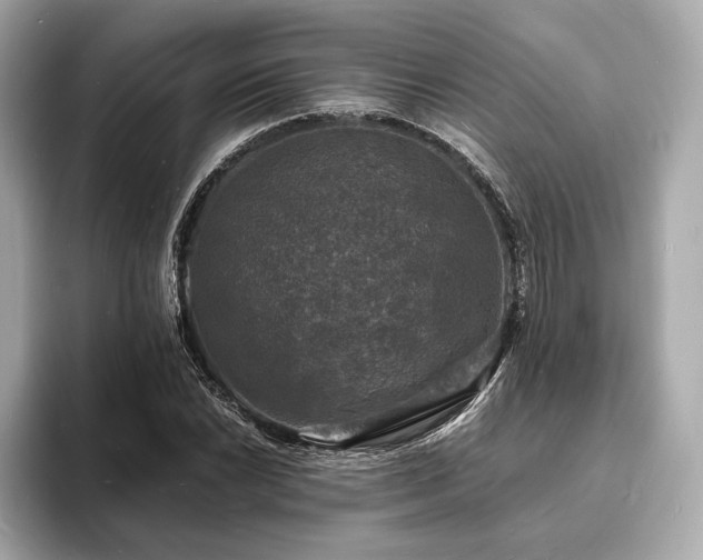 X0000094061022200710261221